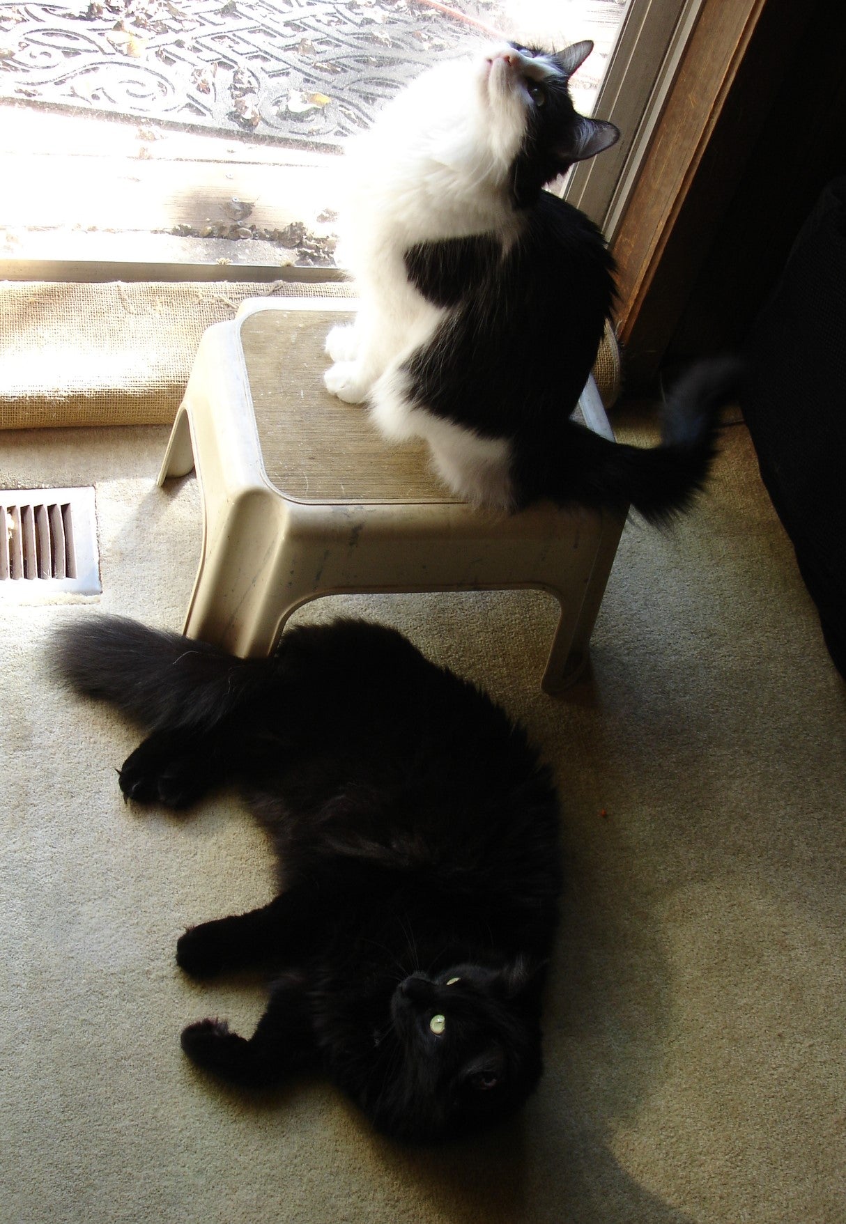Safe Haven Animal Rescue: A Community of Hope for Every Paw