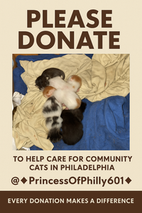 The Princess of Philly601: A Guardian Angel for Philadelphia’s Cats